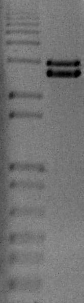 A M B M 4000 3000 4000 2000 3000 1600 2000 1600 Figura 3. Confirmação da clonagem do DNA-A e DNA-B do isolado BR:LNS2:Pas:01.