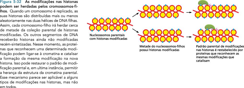Modificação das histonas Podem ser herdadas - Herança epigené5ca