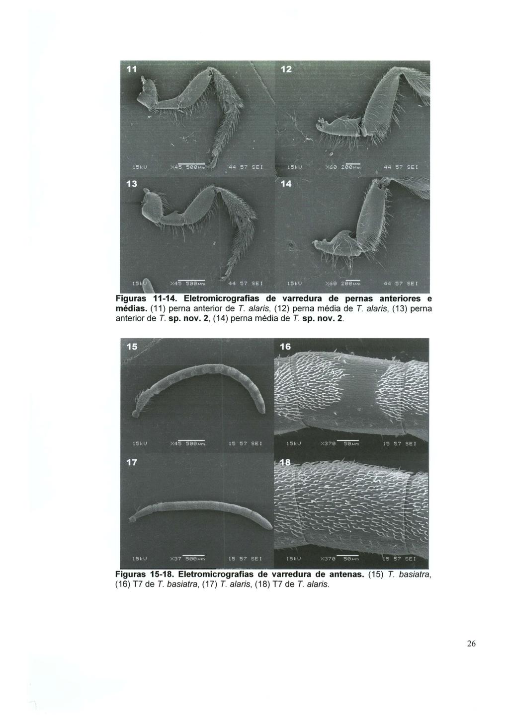 Figuras 11-14. Eletromicrografias de varredura de pernas anteriores e médias. (11) perna anterior de T. ala ris, (12) perna média de T. ala ris, (13) perna anterior de T. sp.