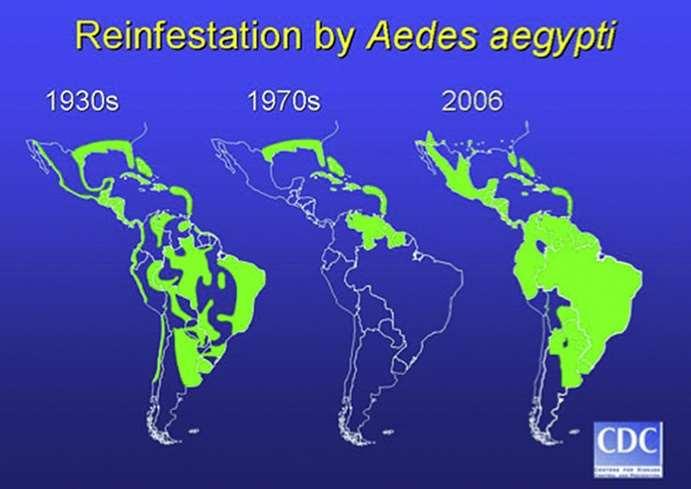 No entanto 1976 Reintrodução do Aedes aegypti nas Américas 1980 Início das epidemias de