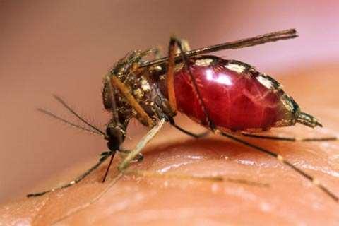 Dengue: Transmissão Infecção do mosquito 1.