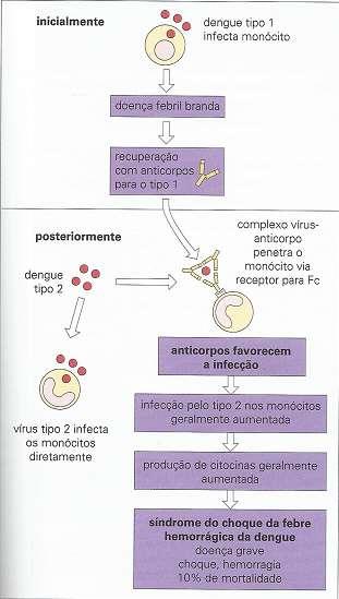 Reinfecção por um tipo diferente de vírus dengue Infecção pelo DENV-1 Reinfecção pelo DENV-2 Anticorpos heterólogos formam