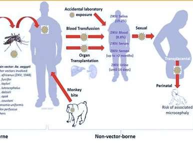 Vertical Virus detectado em várias secreções corporais além do sangue e
