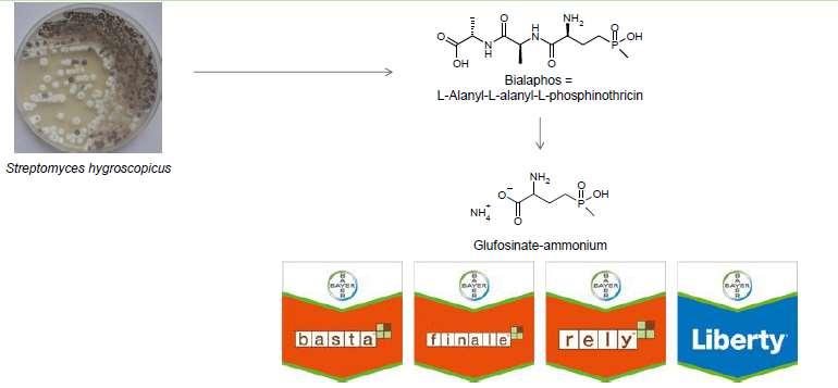 Glufosinate é um