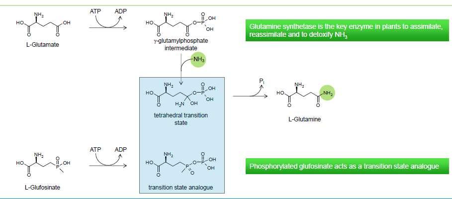 L-glutamina Glutamina sintetase é enzima chave nas plantas na assimilação, re assimilação e