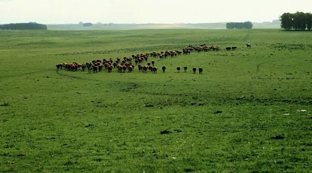 formações arbustivas, butiazais, banhados, afloramentos rochosos, etc. O bioma Pantanal é considerado uma das maiores extensões úmidas contínuas do planeta.