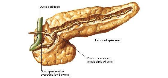 2) PANCREAS - US e TC modificaram consideravelmente a avaliação.