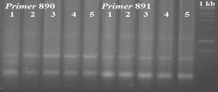 Tabela1. Identificação de 26 primers ISSR que amplificaram produtos em cinco amostras de A. vulgare.