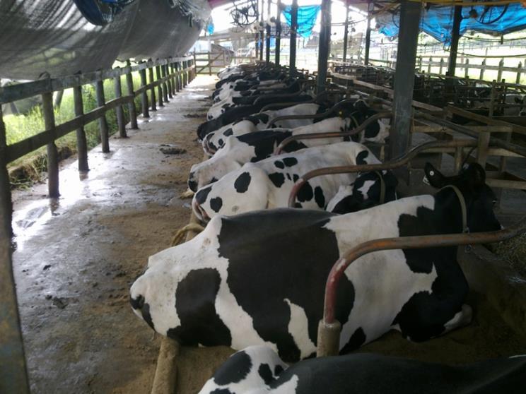 Performance and digestion of dairy cows in response to exogenous amylase Andreazzi et al.