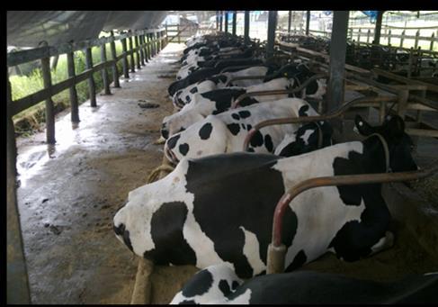 6 experimentos na UFLA, 238 vacas alimentadas com TMR à vontade Dietas com 37 a 48% da MS de silagem de milho 17 a 26% da MS de milho finamente moído e/ou silagem de milho