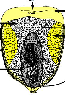 Endosperma 82% Pericarpo 5%