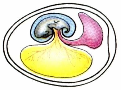 Anexos Embrionários: embrião alantóide âmnio saco vitelínico