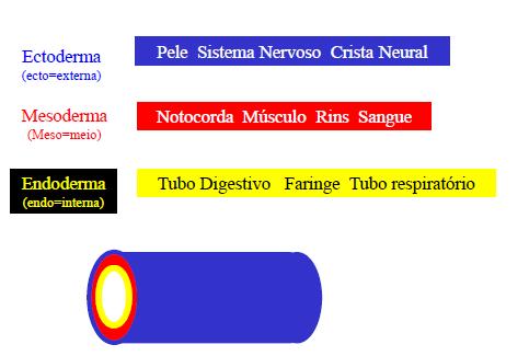 Ouriço do mar Zebrafish Xenopus Galinha Mamíferos Drosophila It is not birth, marriage or death, but gastrulation, which is truly the most important time in your