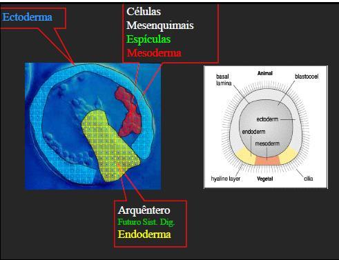 alvo e conectam a parede da