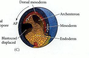 Expansão crescente (ventro-lateral) do lábio do blastóporo dorsal e formação do tampão vitelínico e do