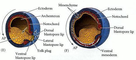 Precursores mesodérmicos involuem sob o teto da blastocele.