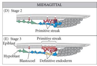 anteriormente e se fundem com o hipoblasto 4