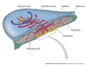 1 Migração das primeiras céls (intestino anterior) 2 deslocamento do hipoblasto para a porção anterior da área pelúcida (crescente germinativo) As células do Epiblasto que migram para o meio :