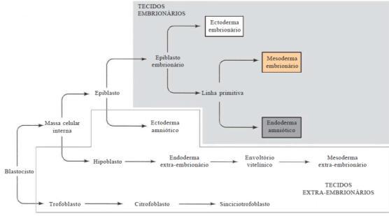 formam o Ectoderma Regressão da Linha Primitiva e Epibolia da Ectoderme Enquanto a ingressão do mesoderma continua, a linha primitiva começa a regredir - Nó de Hensen se desloca posteriormente