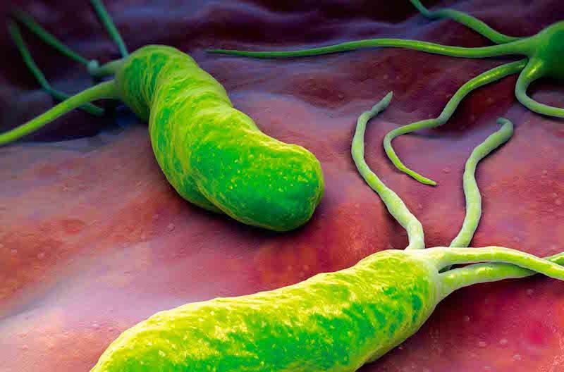 Enzimas degradativas: a produção de proteases A e fosfolipases leva à degradação das membranas das células epiteliais e do complexo lipídico-glicoprotéico da camada de muco, aumentando a solubilidade