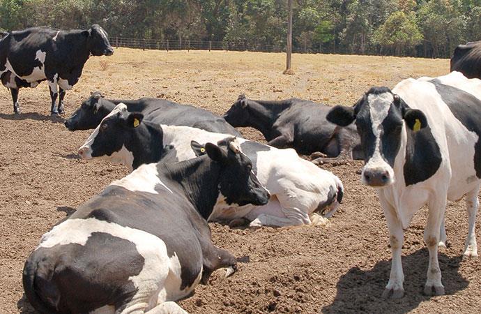 acesso à sombra por um período de cinco dias e perceberam redução