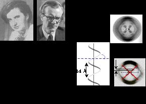 Estrutura do DNA No início dos anos 50 do século XX, foram produzidos trabalhos que conduziram à descoberta da estrutura da molécula de DNA.