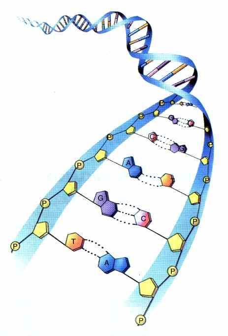 Nas zonas mais externas da dupla hélice, encontram-se o grupo fosfato e a pentose. Na zona interna, formando os degraus, surgem as bases azotadas.