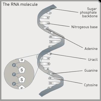Estrutura do RNA A molécula de RNA é, normalmente, formada por uma cadeia simples de nucleótidos, apresentando dimensões muito inferiores às da molécula de DNA.