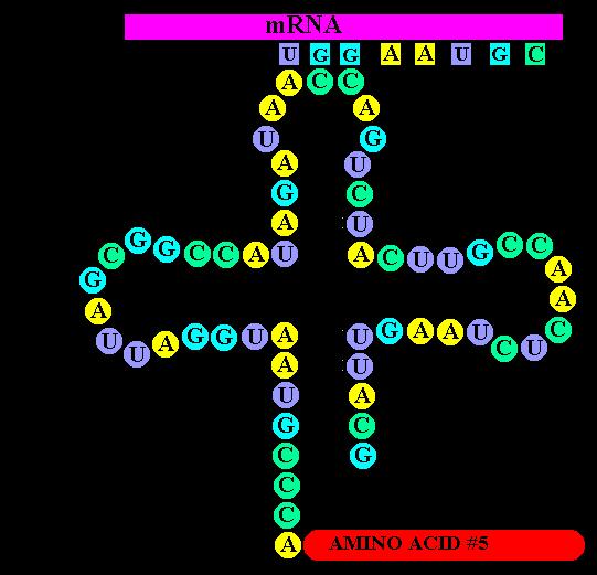 Formas de RNA RNA mensageiro (mrna) RNA