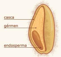 (O endosperma, ou a área intermediária do grão, contém o famoso amido, que fornece a energia