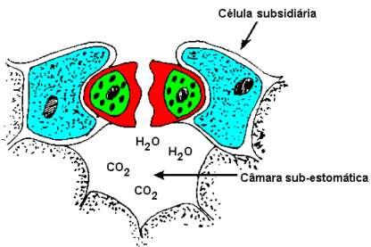 2) Nutrição Vegetal V) Nutrição orgânica das plantas Plantas: autotróficas Produzem sua própria matéria orgânica por meio da fotossíntese CO 2 + H 2 O + Luz C 6 H 12 O 6 + O 2