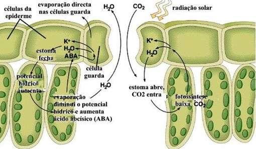 Abertura e