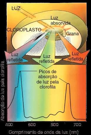 Gráfico da