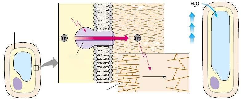 3) Hormônios Vegetais a) Auxina I) Alongamento celular Membrana plasmática Parede celular Auxinas estimulam Proteína bombeadora de H