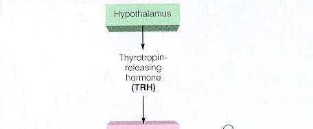 TSH T3/T4