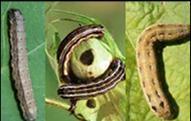 Heliothis virescens FALSA