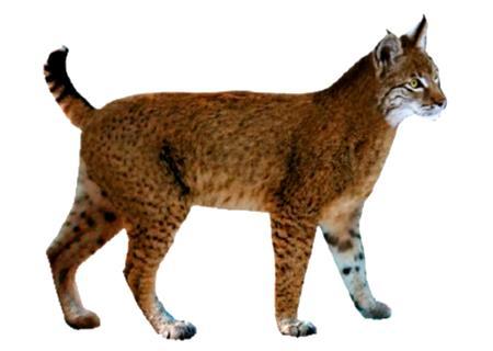 3. O Lince Ibérico 3.1 Evolução histórica O lince ibérico tem origem na linha evolutiva dos grandes carnívoros dos quais se separou há cerca de três milhões de anos (Iberlince, 2017).