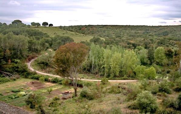 3.4 Requisitos de habitat O lince ibérico seleciona bosques e matos densos de características mediterrânicas, utilizando preferencialmente estruturas em mosaico com biótopos fechados para abrigo e