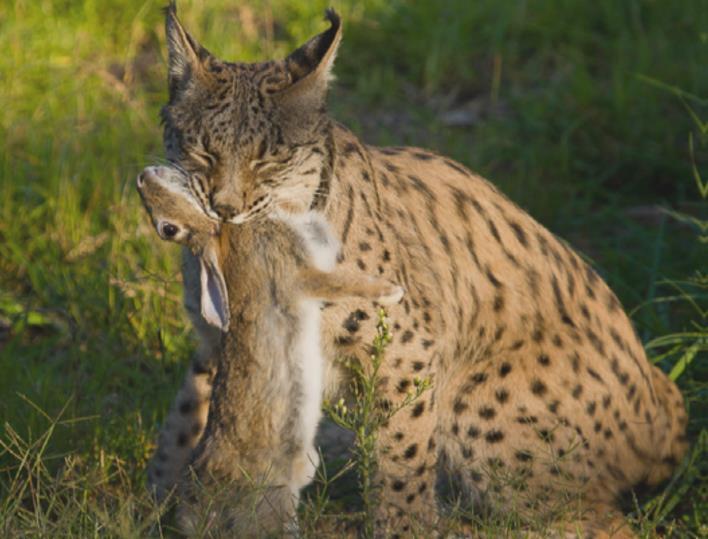 3.5 Ecologia trófica Palomares (2009) assume que o coelho representa 70% da biomassa ingerida por este carnívoro, seguindo-se a perdiz vermelha (9,7%), a lebre (6,3%) e um roedor de nome comum