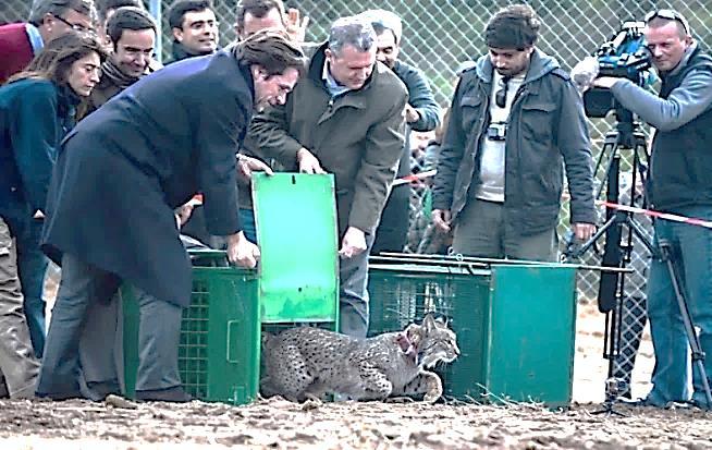 Tabela 1- Número de animais reintroduzidos de 2011 até 2017 (tabela gentilmente cedida pelo Dr. Francisco Villaespesa Sanchéz).