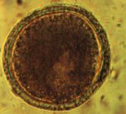No caso de Toxascaris leonina, o desenvolvimento larvar ocorre mais rápido, tornando-se infecioso em apenas uma semana.