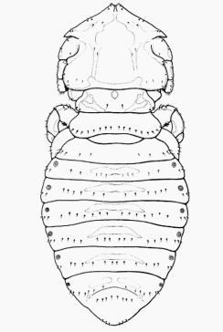 Figura 22- Felicola isidoroi (macho), vista dorsal (adaptado de Pérez et al.