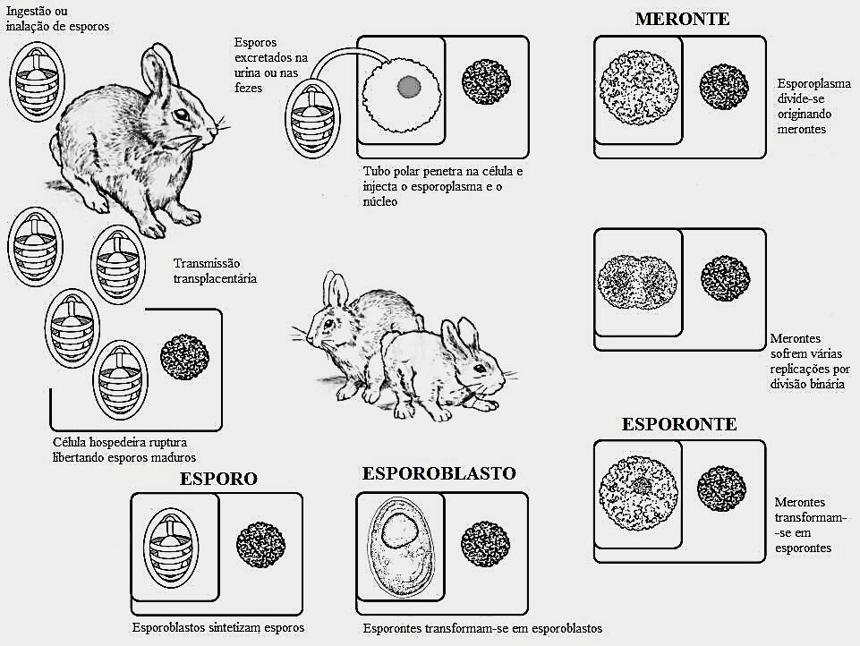 As células infetadas acabam por ruturar e libertar os esporos que invadem novas células (Figura 27) (Costa, 2012).