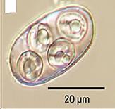 Nesta família fazem parte outros protozoários denominados Isospora e Cystoisospora (Aguilera, 2010).