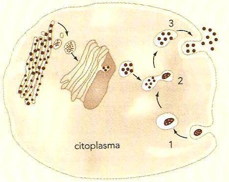b) nas membranas plasmáticas. c) no interior do núcleo, junto aos nucléolos. d) no complexo golgiense. e) nas matrizes celular e mitocondrial. 06.