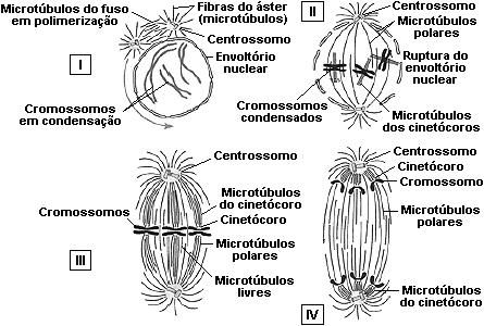 Estão corretas apenas: a) 1, 3 e 5. b) 1, 2 e 3. c) 2, 3 e 4. d) 2 e 4. e) 1, 2, 3 e 4. 09. Analise as figuras a seguir.