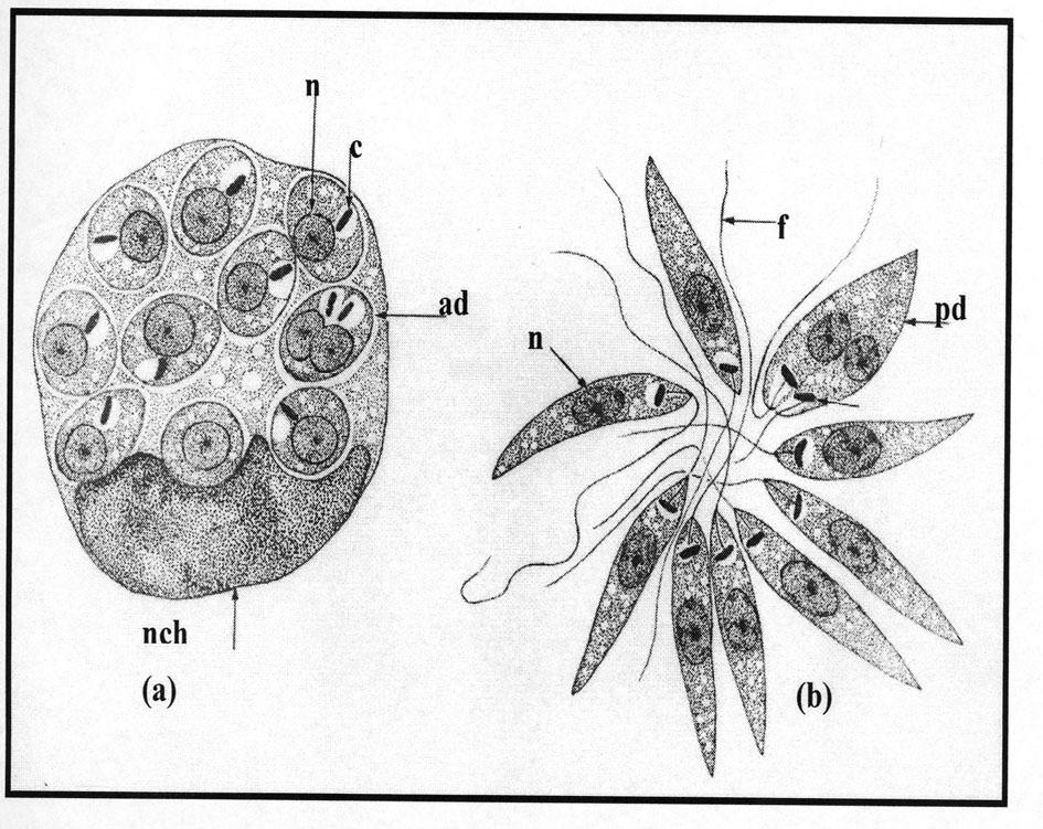 rompimento da célula infectada, liberando amastigotas que serão fagocitadas por outros macrófagos (Lainson, 1997).