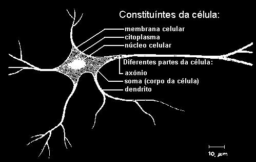 .. Mais fascinante processador baseado em carbono: 10 bilhões de neurônios; Todos movimentos do organismo; São conectados através de sinapses; Processam e armazenam informações.