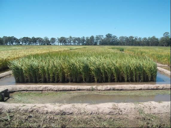 Assembléia de Peixes em uma Lavoura de Arroz Irrigado do Extremo Sul do Rio Grande do Sul, Brasil 11 tendo lâmina d água de aproximadamente 15 cm conforme Fig. 1. Foto: Isadora Adamoli Pagel Figura 1.