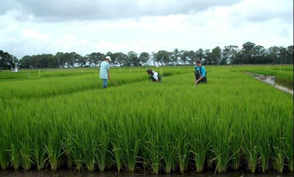 Assembléia de Peixes em uma Lavoura de Arroz Irrigado do Extremo Sul do Rio Grande do Sul, Brasil 13 As medidas de comprimento total foram feitas com paquímetro e os peixes foram identificados até o